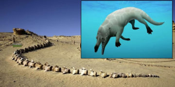 Descubren en Egipto el fósil de 43 millones de años de una ballena de cuatro patas