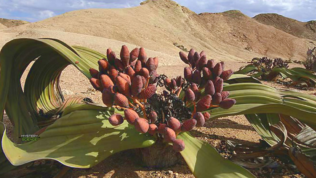 La planta más antigua del planeta que puede vivir durante miles de años