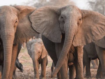 Caza furtiva está causando que los elefantes evolucionen y no desarrollen colmillos