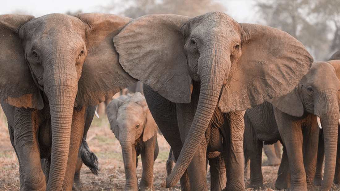 Caza furtiva está causando que los elefantes evolucionen y no desarrollen colmillos