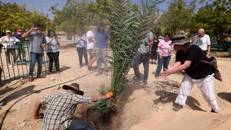 Palmera germinada a partir de semillas de 2.000 años