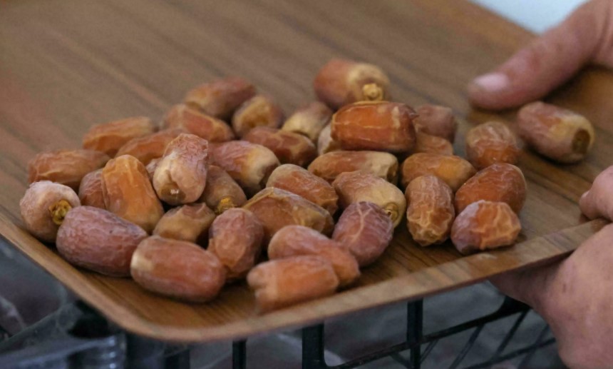 Dátiles recolectados de la primera palmera datilera germinada a partir de semillas de 2.000 años