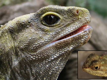 Curiosos reptiles de tres ojos que son tan antiguos como los dinosaurios