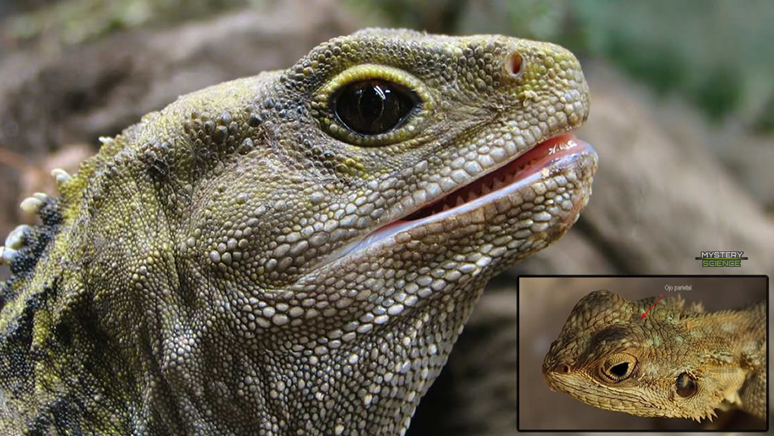 Curiosos reptiles de tres ojos que son tan antiguos como los dinosaurios