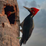 Pájaro carpintero y otras 22 especies son declaradas extintas