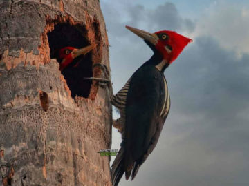 Pájaro carpintero y otras 22 especies son declaradas extintas