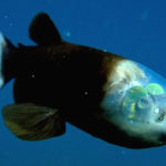 Avistan un raro pez con cabeza «transparente» durante una inmersión en aguas profundas