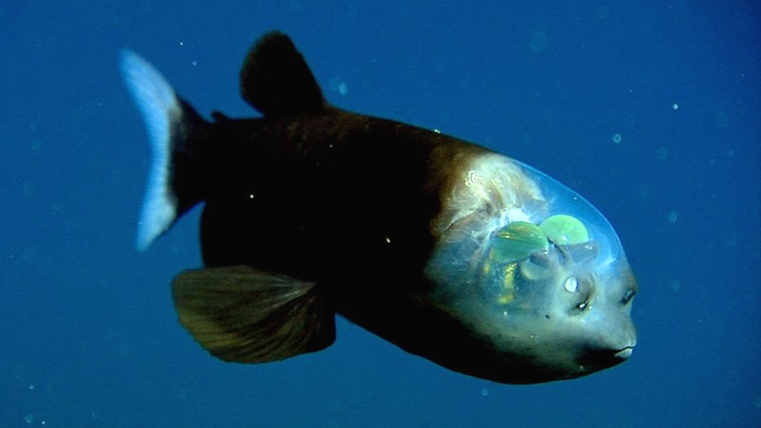 Avistan un raro pez con cabeza «transparente» durante una inmersión en aguas profundas