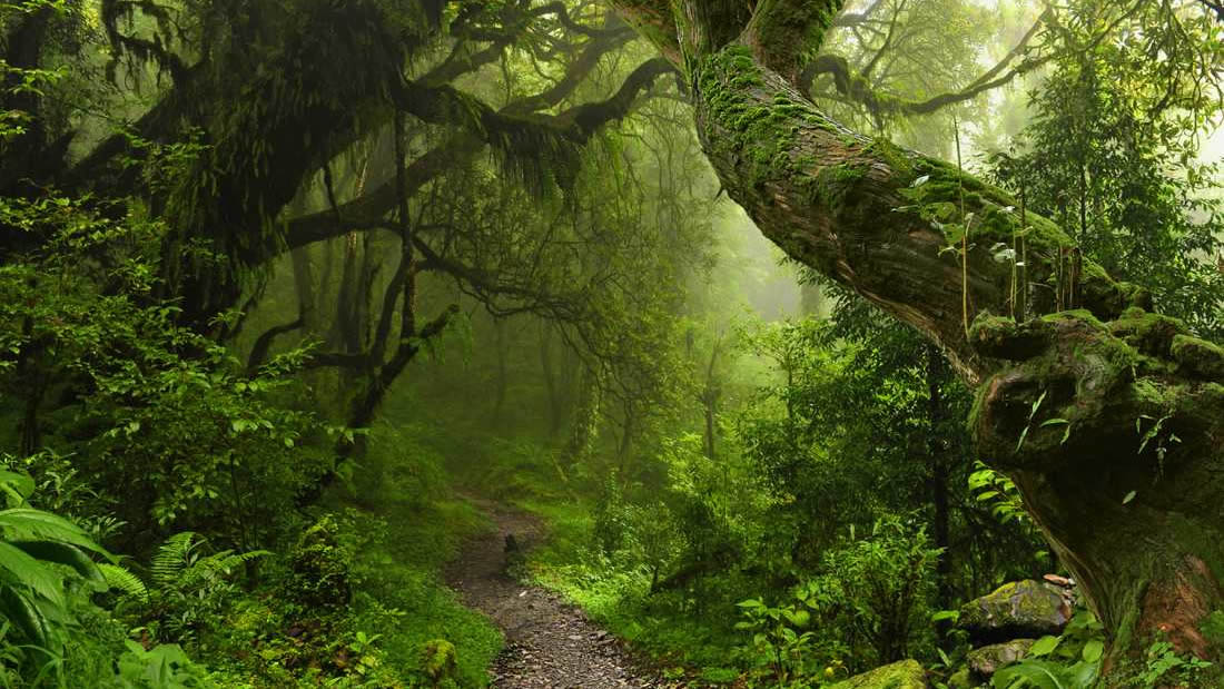 Descubren evidencias de una antigua selva tropical bajo el hielo antártico