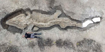 Hallan el fósil de un dragón marino gigante
