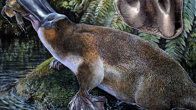 Hace millones de años el ornitorrinco perdió sus dientes.