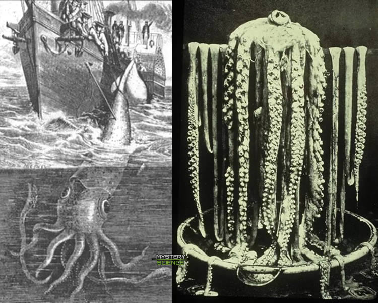 Izq.: La corbeta francesa Alecton intenta capturar un calamar gigante en 1861. Es casi seguro que este incidente inspiró la representación del calamar gigante en la novela Veinte mil leguas de viaje submarino de Julio Verne de 1870. Der.: Primera que se tomó de un calamar gigante (1874)
