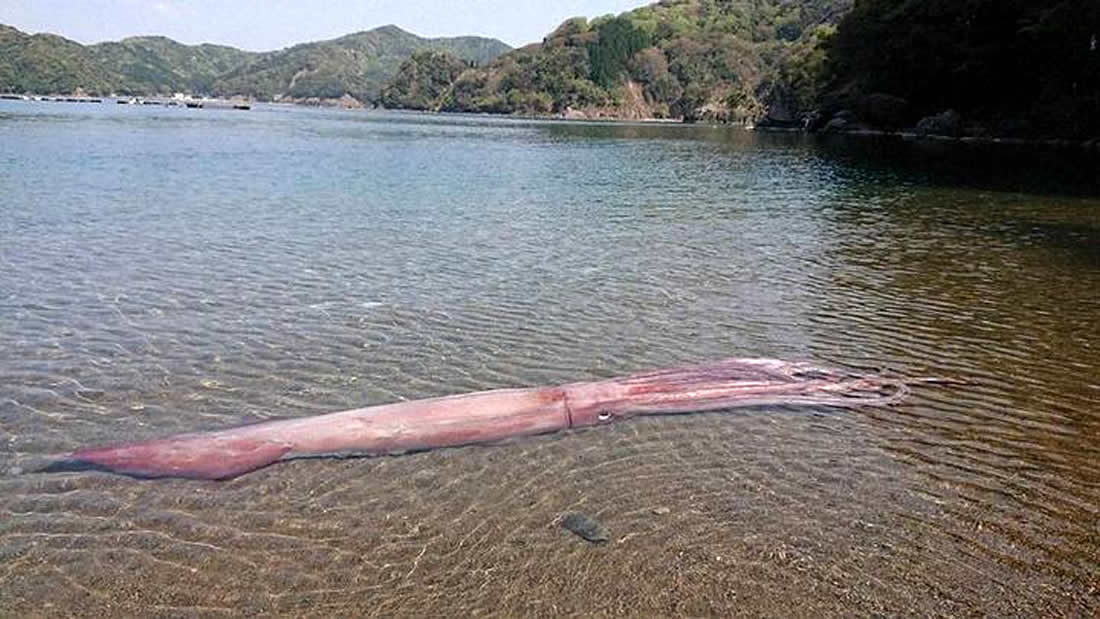 Capturan un calamar gigante vivo por primera vez