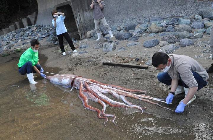 Trabajadores del acuario midiendo la longitud del calamar gigante encontrado