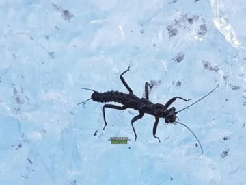 Asombroso insecto que sobrevive al-interior del hielo glaciar