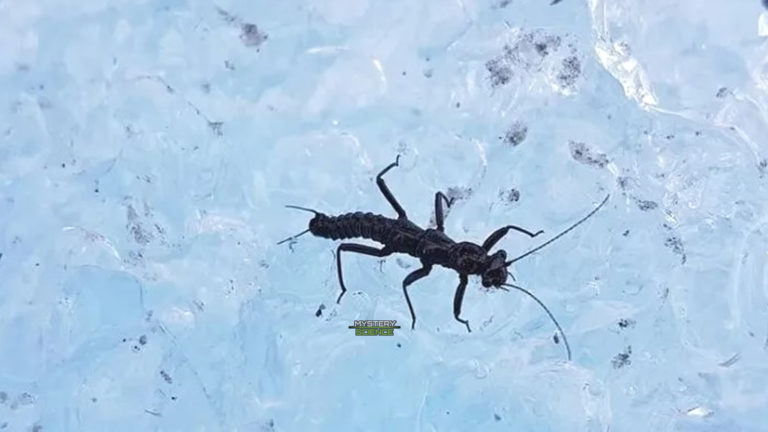 Asombroso insecto que sobrevive al-interior del hielo glaciar