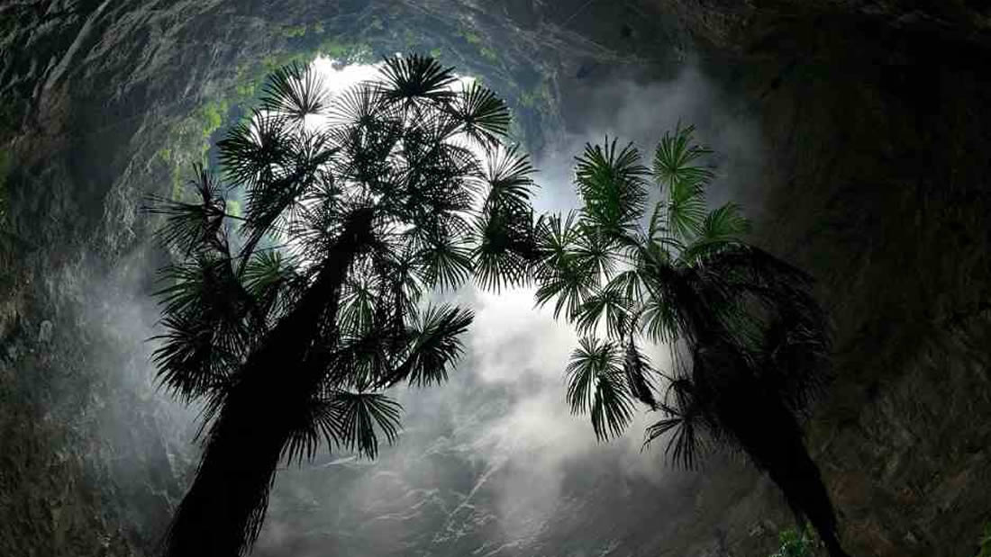 Hallan una fosa gigante con un bosque en su interior que podría tener especies no vistas