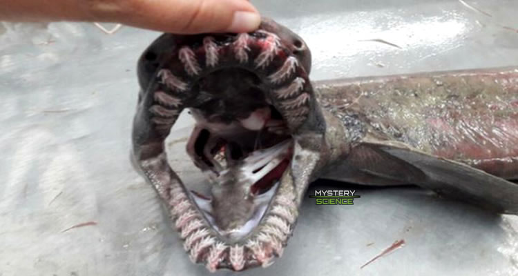 El tiburón cuenta con 300 dientes en sus fauces