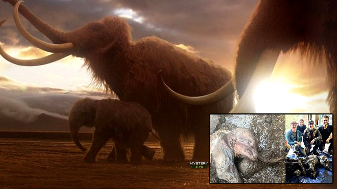 Hallan una cría de mamut lanudo casi perfectamente conservada durante más de 30.000 años