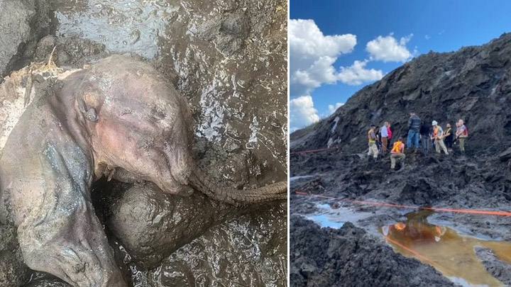 Izquierda: Mamut momificado encontrado. Derecha: Sitio del hallazgo