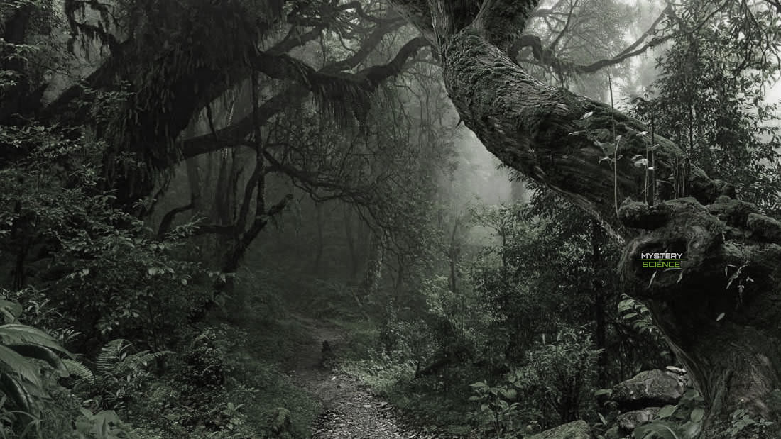 Descubren un bosque fosilizado oculto durante millones de años en Brasil