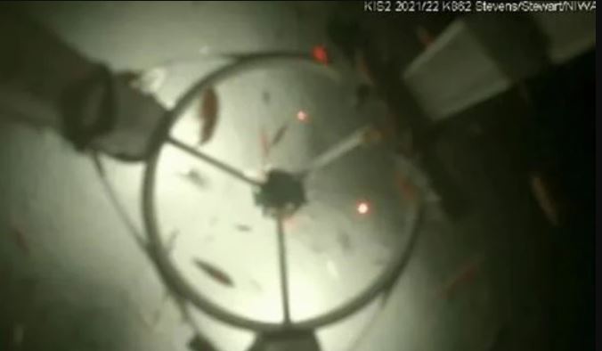 Enjambre de diminutos animales submarinos fue captado a 500 metros de profundidad de la Antártida