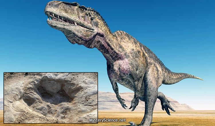 Der.: El Acrocanthosaurus fue un gran carnívoro que vivió millones de años antes que su famoso pariente Tyrannosaurus Rex. Izq: Huella de un Acrocanthosaurus encontrada recientemente en Texas