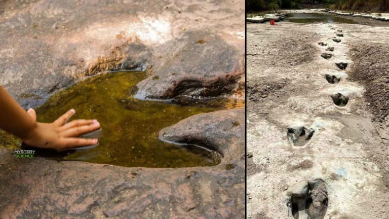 Sequía extrema revela un grupo de huellas de uno de los dinosaurios más largos del mundo