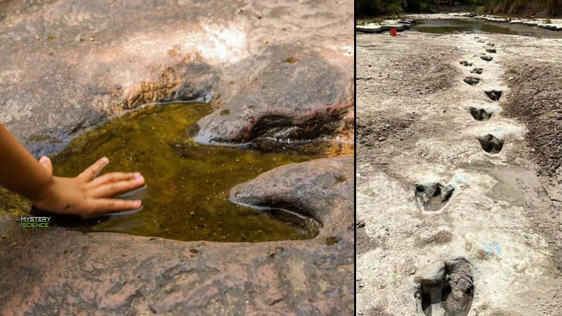 Sequía extrema revela un grupo de huellas de uno de los dinosaurios más largos del mundo