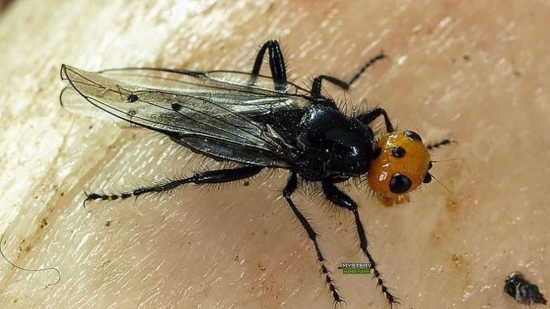 Reaparece especie de moscas carnívoras que se creían extintas hace más de un siglo