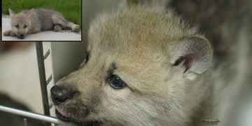 Científicos clonan un lobo ártico por primera vez en la historia