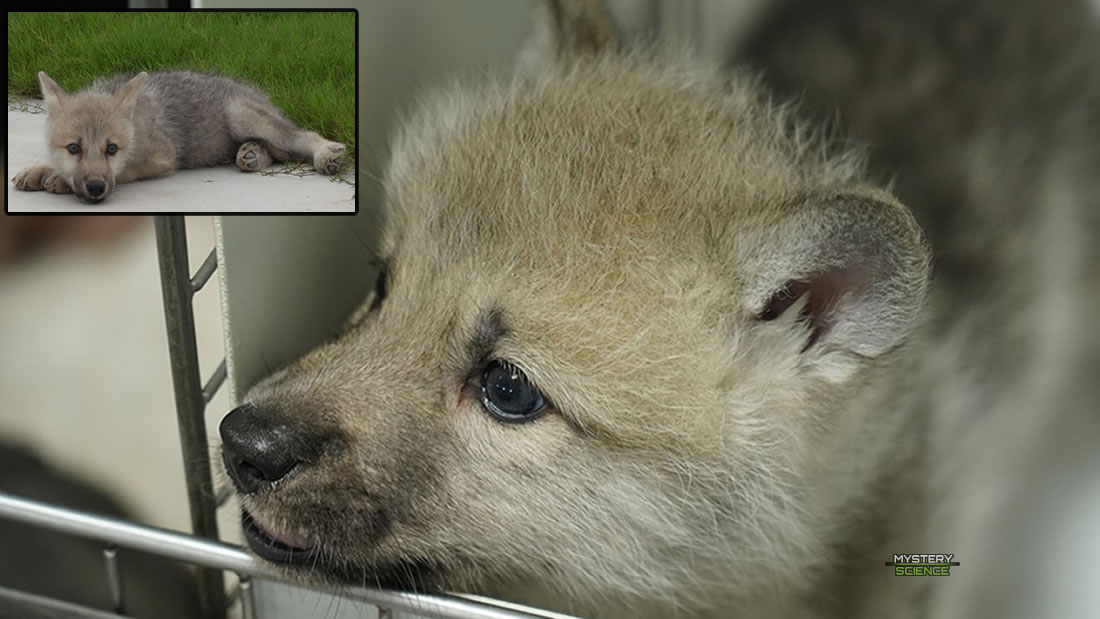Científicos clonan un lobo ártico por primera vez en la historia