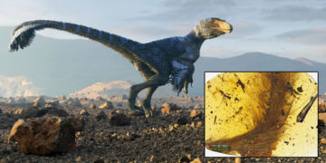 Encuentran una cola emplumada de dinosaurio preservada en ámbar