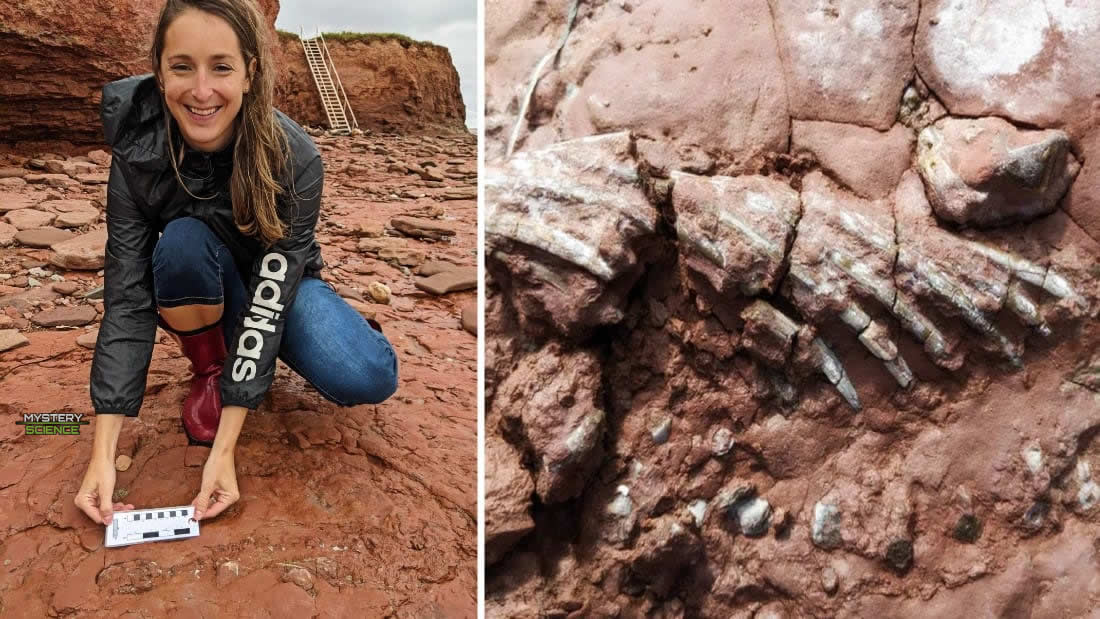 Hallan fósil de un animal desconocido que habría vivido antes de los dinosaurios