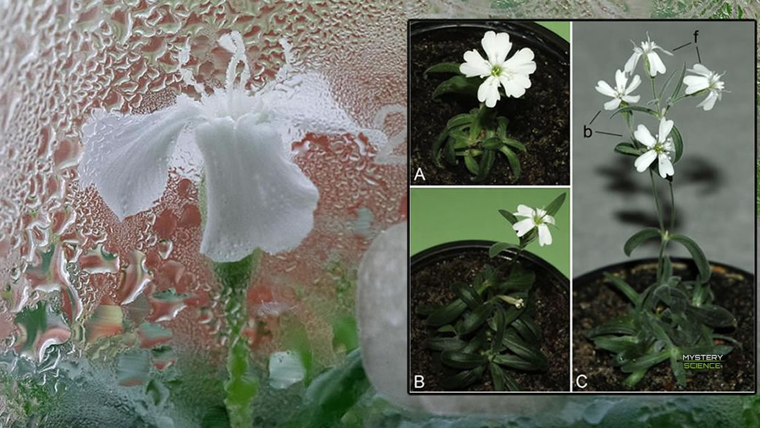 Planta que existió hace 32,000 años fue ‘revivida’: es la más antigua hasta el momento