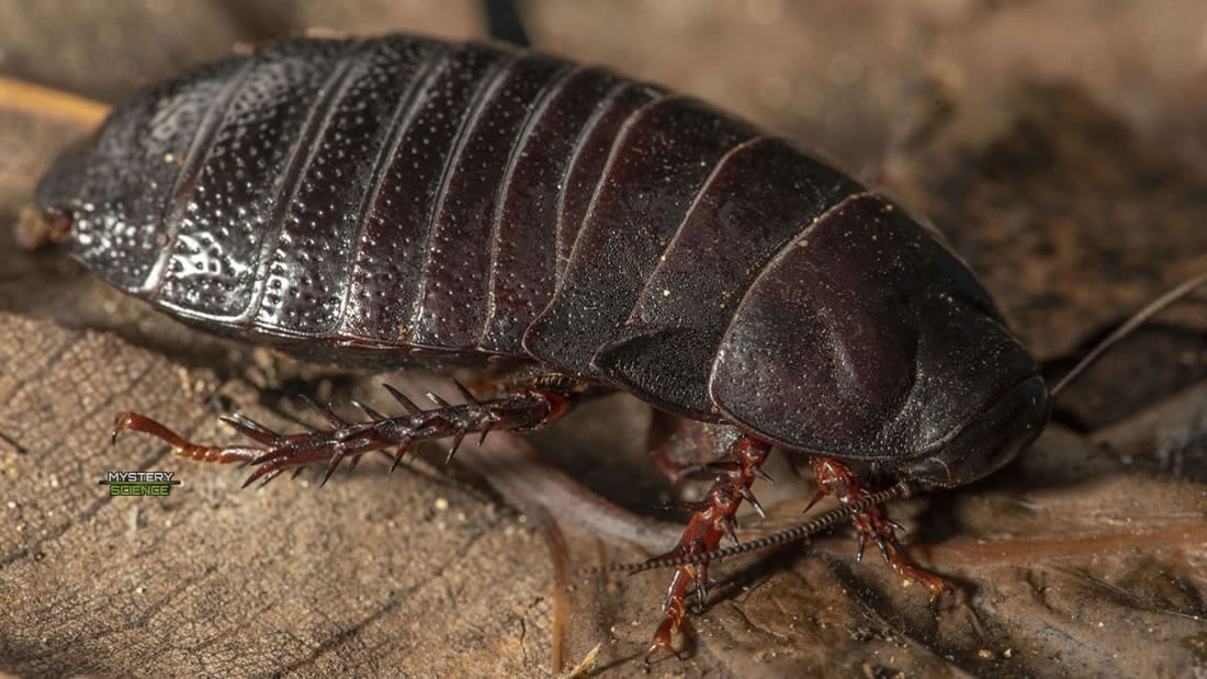 Reaparece una cucaracha que estuvo «extinta» más de 80 años