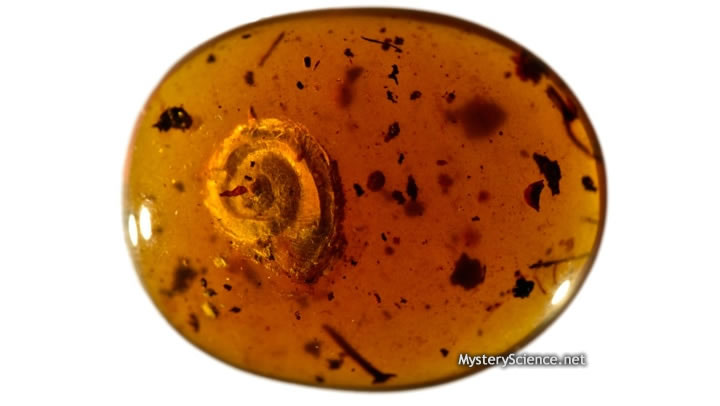 El caracol hallado mide poco más de 26,5 milímetros de largo ataviado con pelos cortos en forma de cerdas en su caparazón