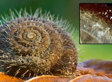 Hallan un caracol peludo que estuvo conservado en ámbar durante millones de años