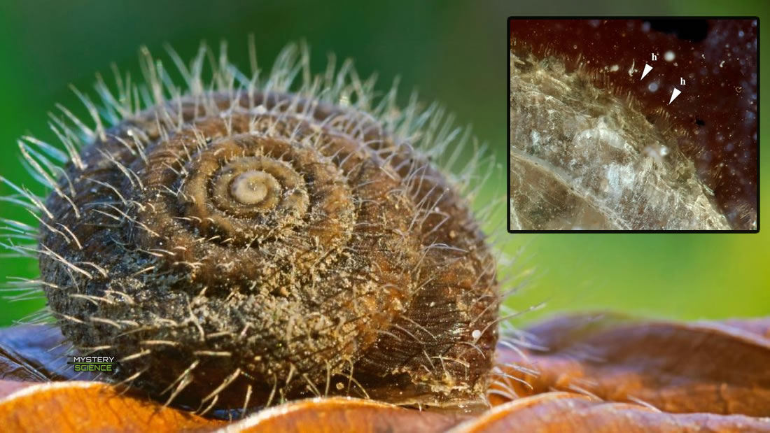 Hallan un caracol peludo que estuvo conservado en ámbar durante millones de años