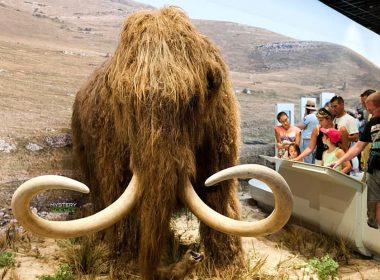 Planean traer de vuelta a la Tierra el mamut lanudo dentro de 4 años