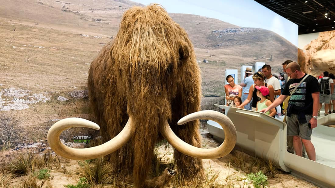 Planean traer de vuelta a la Tierra el mamut lanudo dentro de 4 años