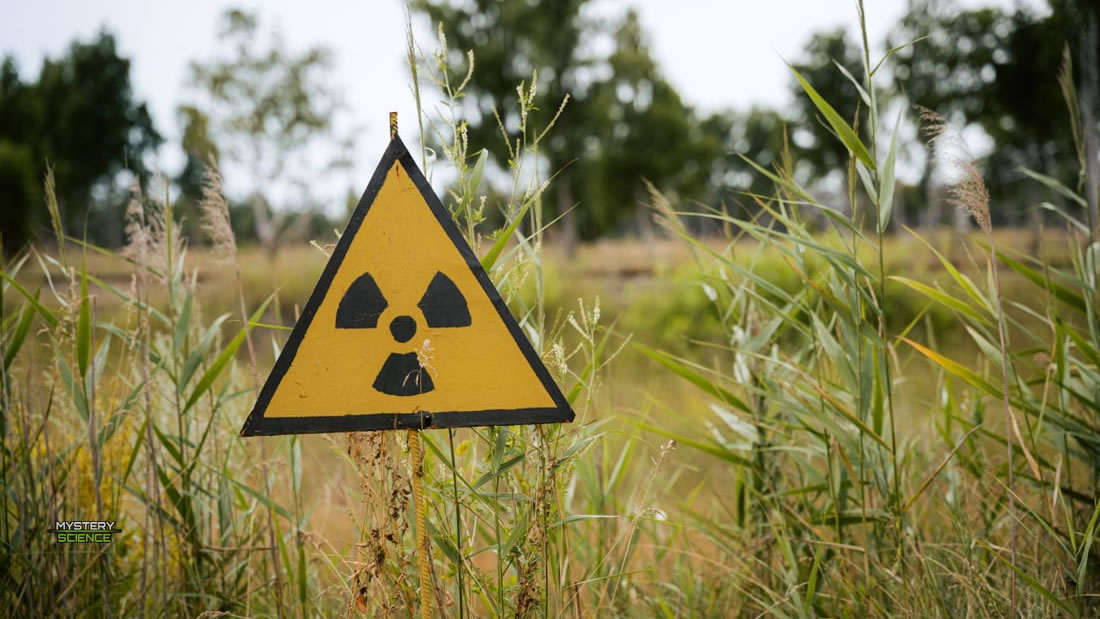 Plantas de Chernóbil modificaron sus genes para sobrevivir a la radiación