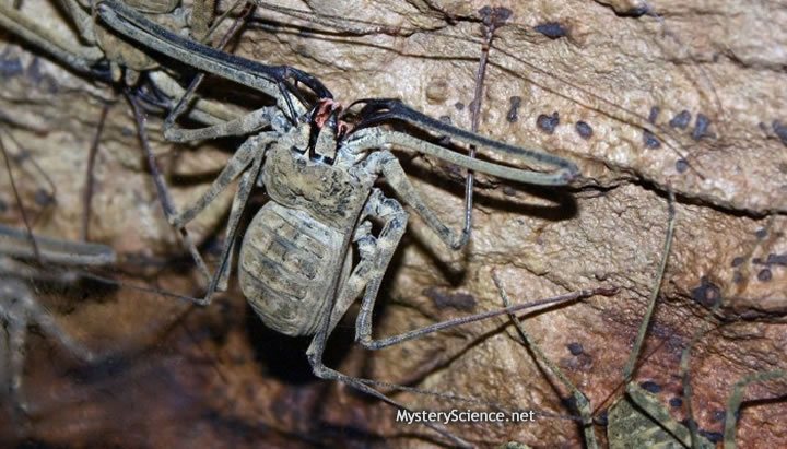 Extraño insecto hallado en la cueva