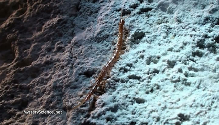 El ejemplar más grande encontrado dentro de la caverna, un ciempiés gigante