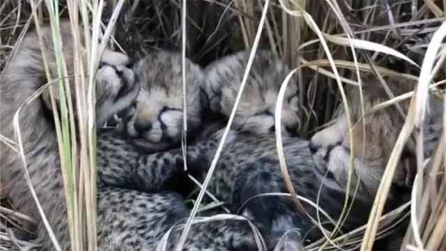 Los cuatro cachorros de guepardo nacidos recientemente en India