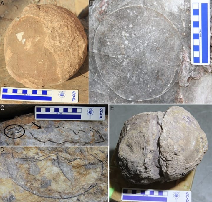 (A) Huevo completamente sin eclosionar. (B) El contorno circular casi completamente intacto del huevo posiblemente indica que no ha eclosionado y que no se encuentran cascarones sueltos en la nidada. (C) Huevo comprimido de la nidada. (D) Huevo de la nidada con un contorno curvo. (E) Huevo deformado que muestra las superficies del huevo deslizándose entre sí.