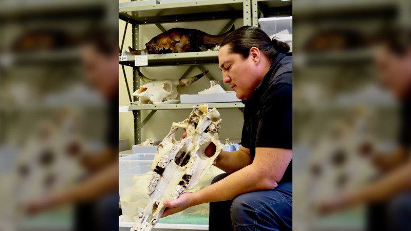 Chance Ward arqueólogo lakota echa un vistazo a las colecciones de referencia de caballos dentro del Laboratorio de Arqueozoología del Museo de Historia Natural de la University Colorado Boulder