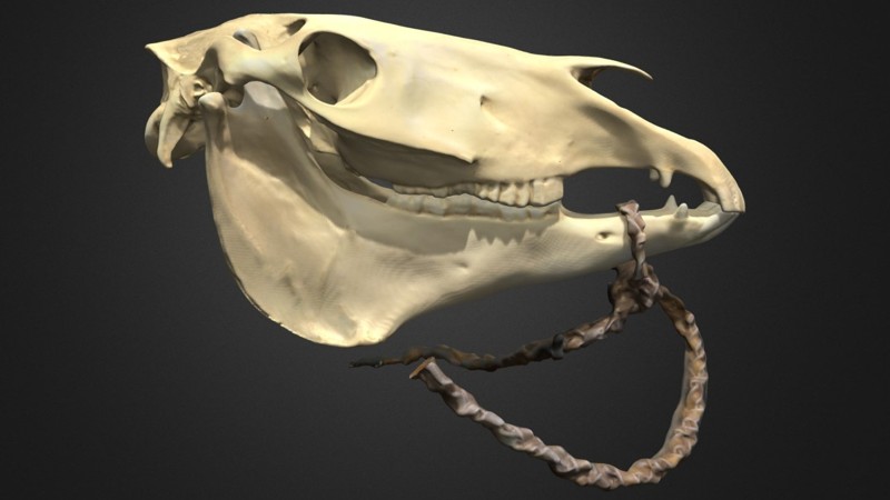 Modelo de cráneo de caballo en 3D con réplica de una brida de cuerda de cuero sin curtir que usaban los jinetes de Plains