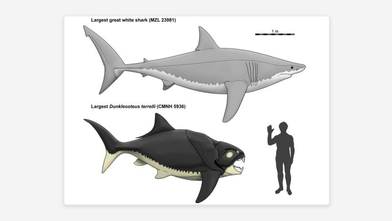 El superdepredador que era el ‘terror de los mares’ hace millones de ...