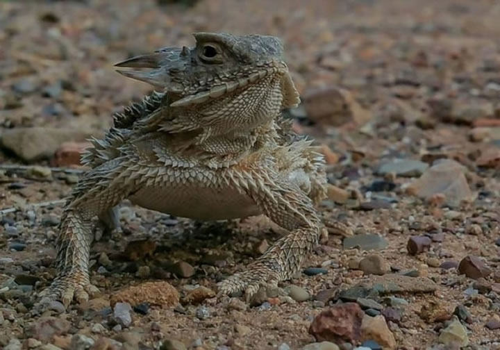 La destrucción de su hábitat nativo y los esfuerzos para erradicar las hormigas, su alimento básico, sumado al comercio de especies han contribuido a la disminución en la población de lagartos cornudos